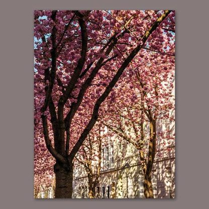 Kirschblüten-Kalender-Bonn-2025