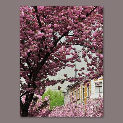 Kirschblüten-Kalender-Bonn-2025