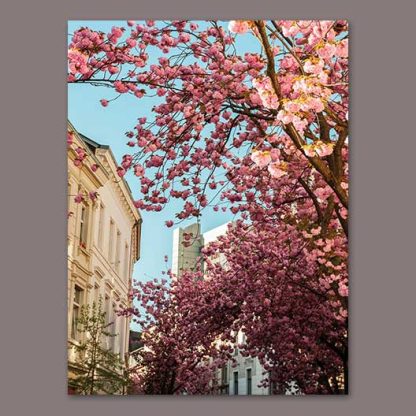 Kirschblüten-Kalender-Bonn-2025